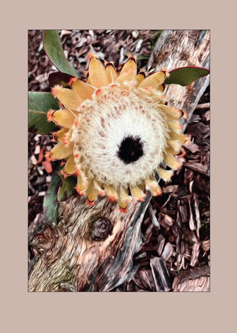 Protea – den smukkeste blomst, 50 × 70 cm