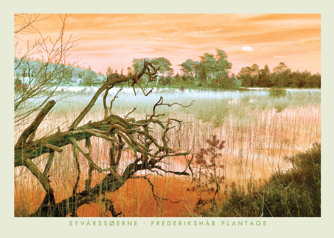Træ i vand, Frederikshåb Plantage, 70 × 50 cm